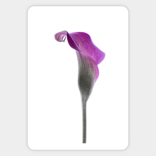 Calla Lily Sticker